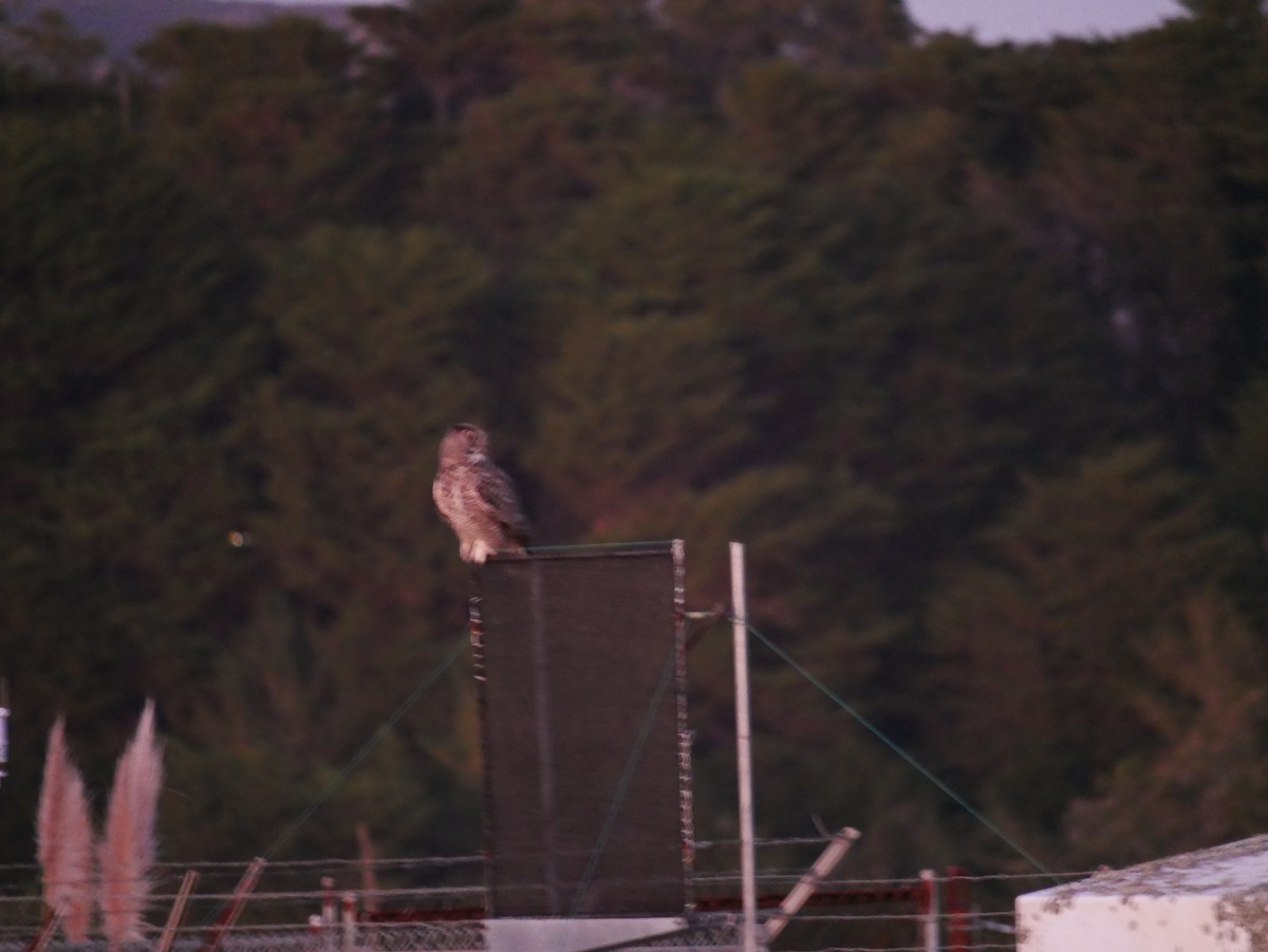Great Horned Owl - ML643864526
