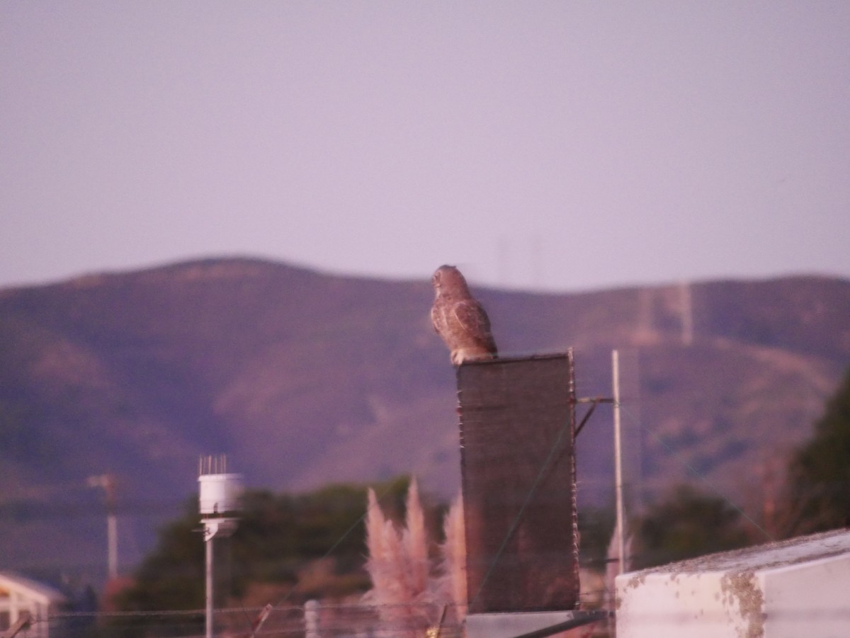 Great Horned Owl - ML643864527