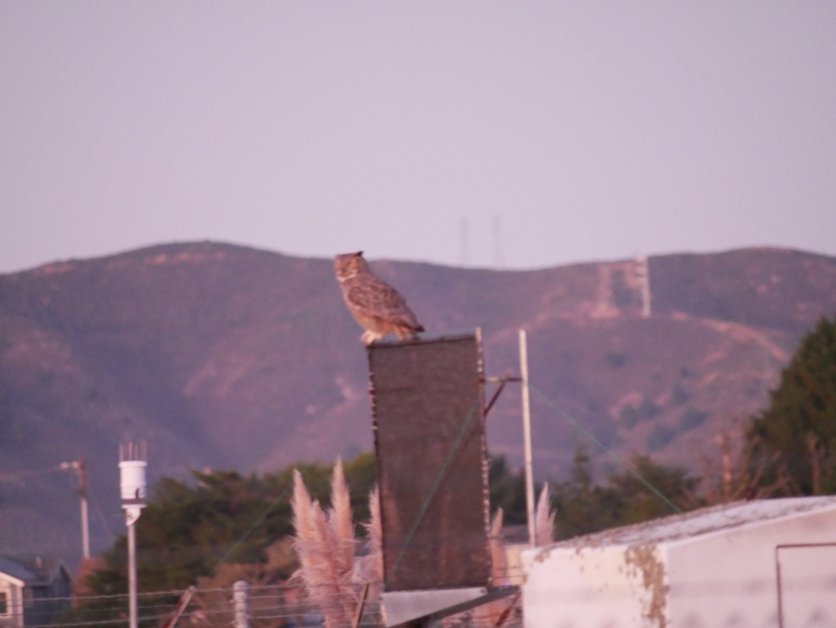 Great Horned Owl - ML643864528