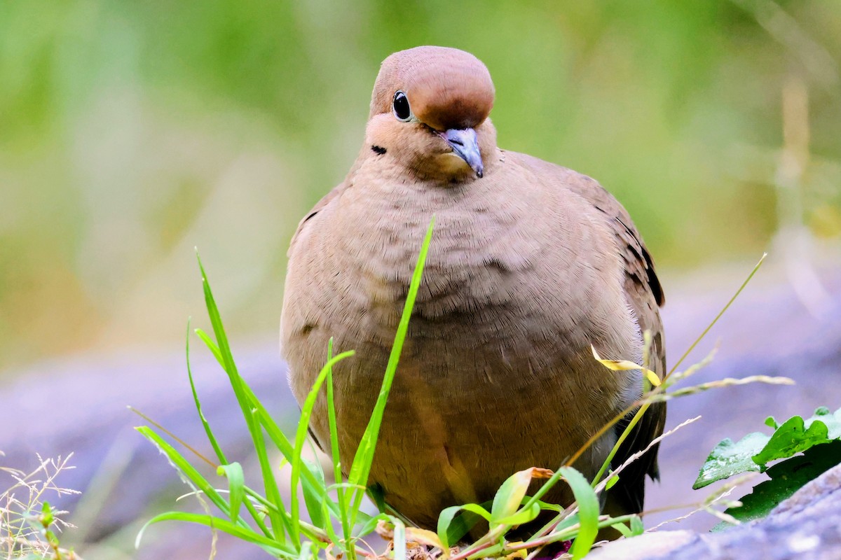 Mourning Dove - ML643864534