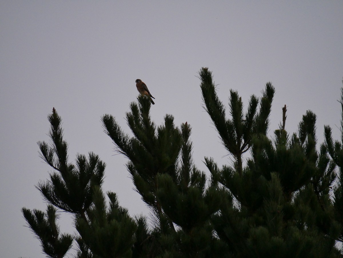 American Kestrel - ML643864539