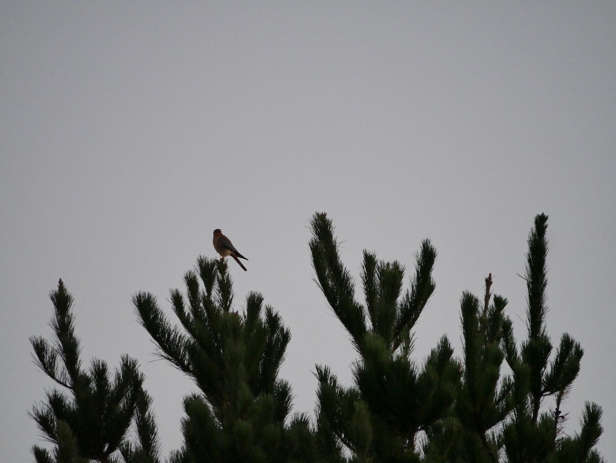 American Kestrel - ML643864540