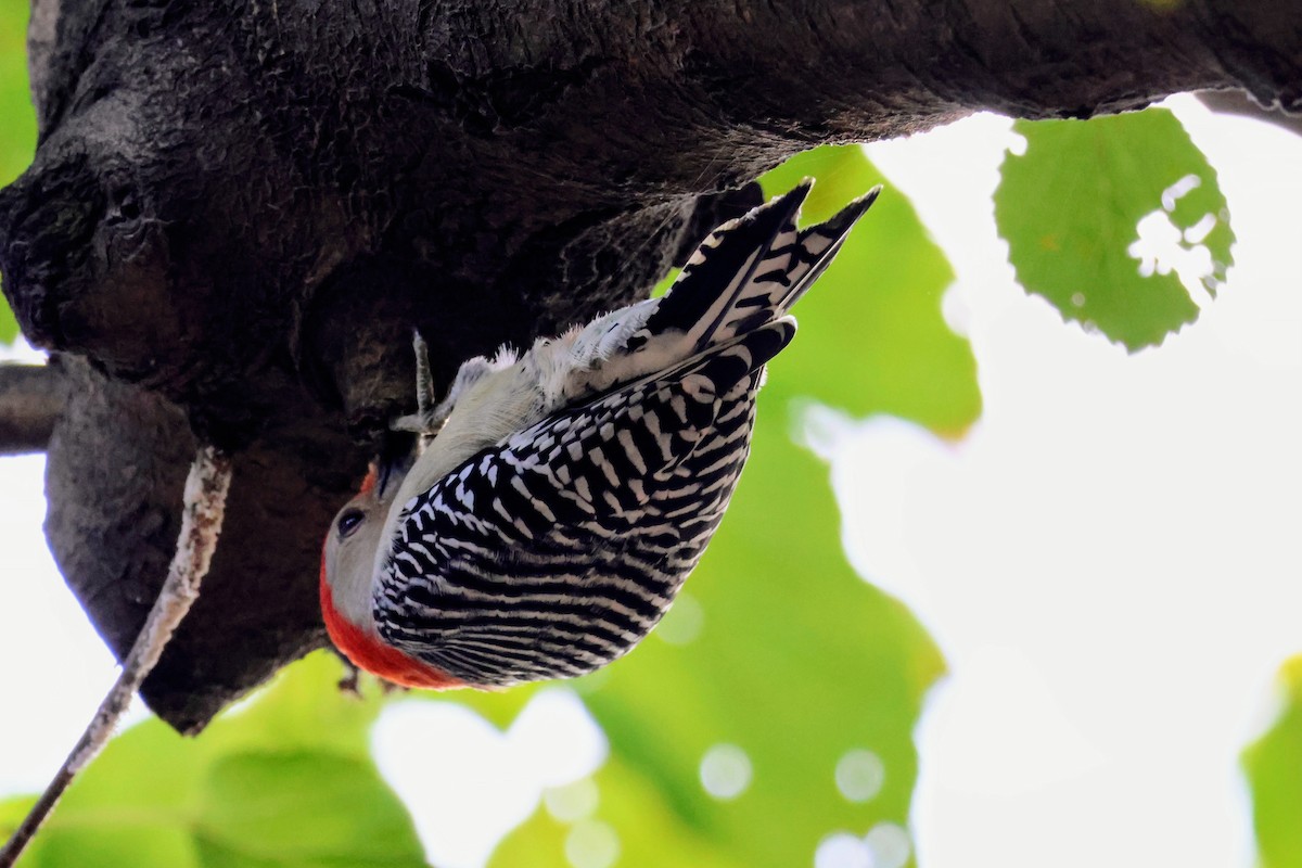 Red-bellied Woodpecker - ML643864542