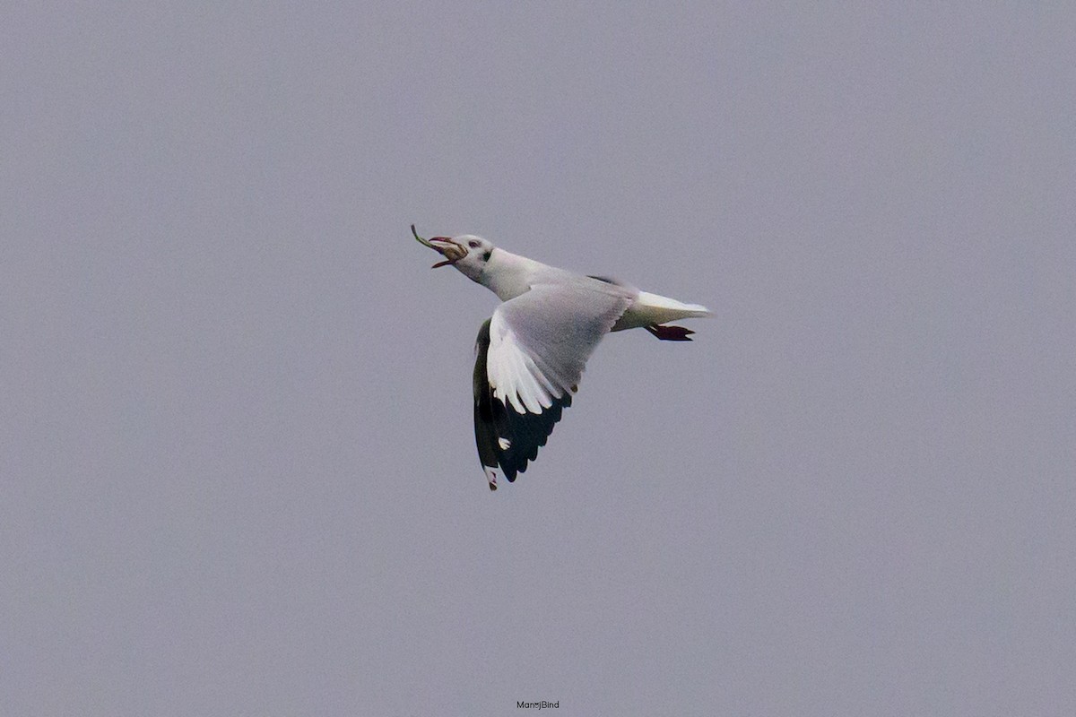 Brown-headed Gull - ML643864544