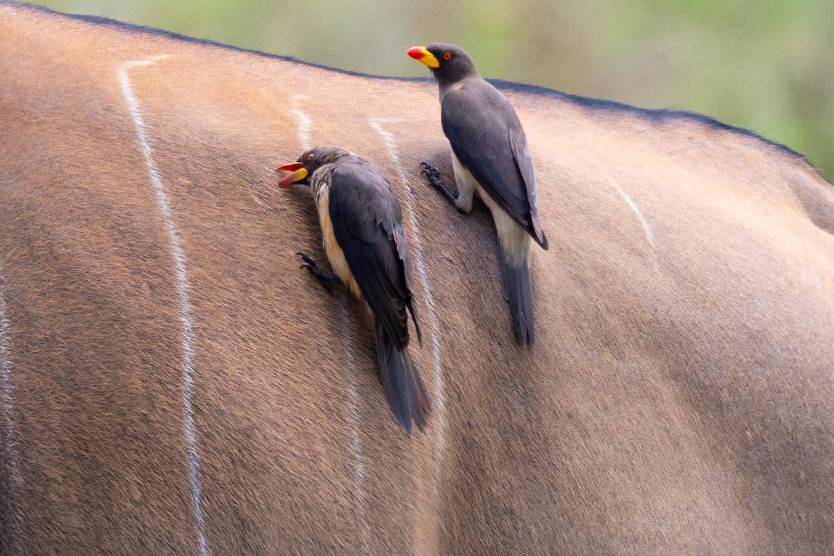 Yellow-billed Oxpecker - ML643864551