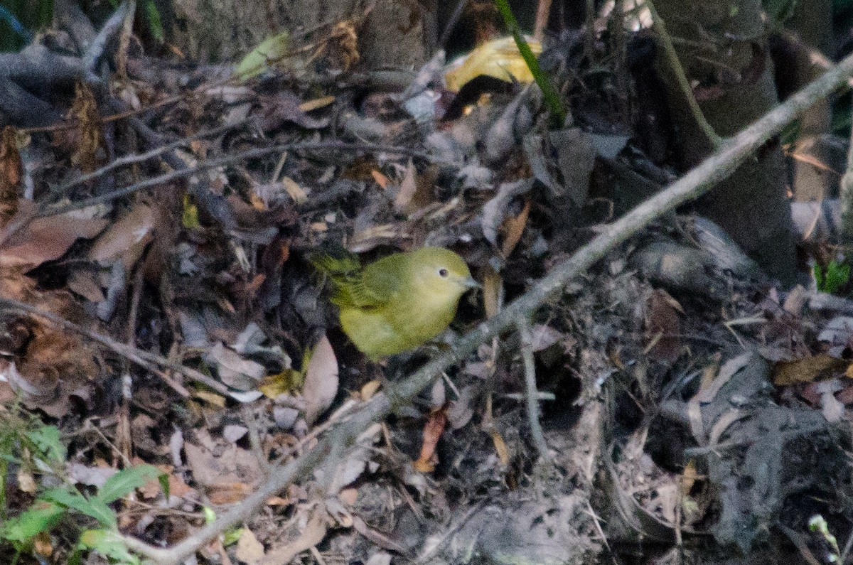 Yellow Warbler - ML643864553