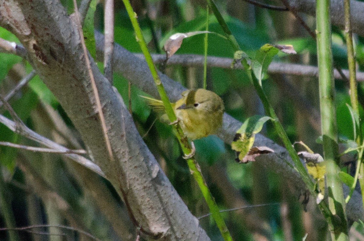 Yellow Warbler - ML643864554