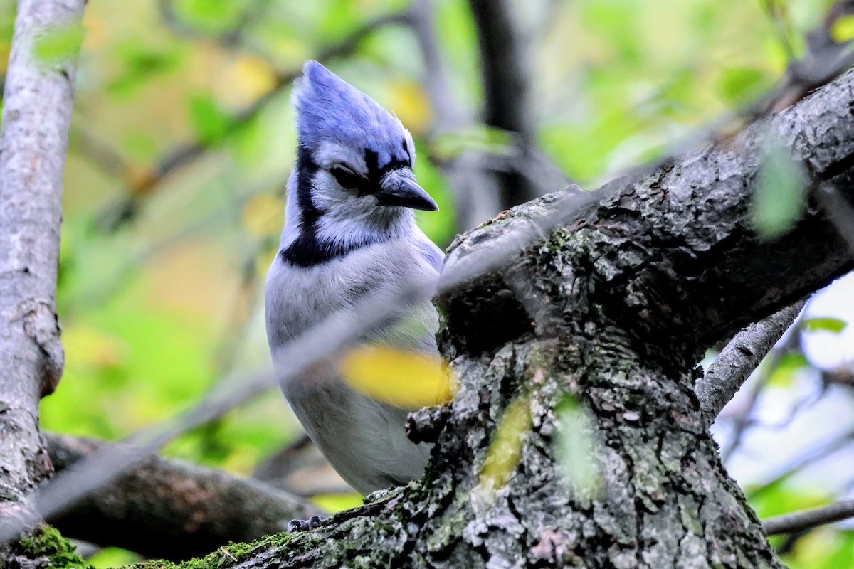 Blue Jay - ML643864555
