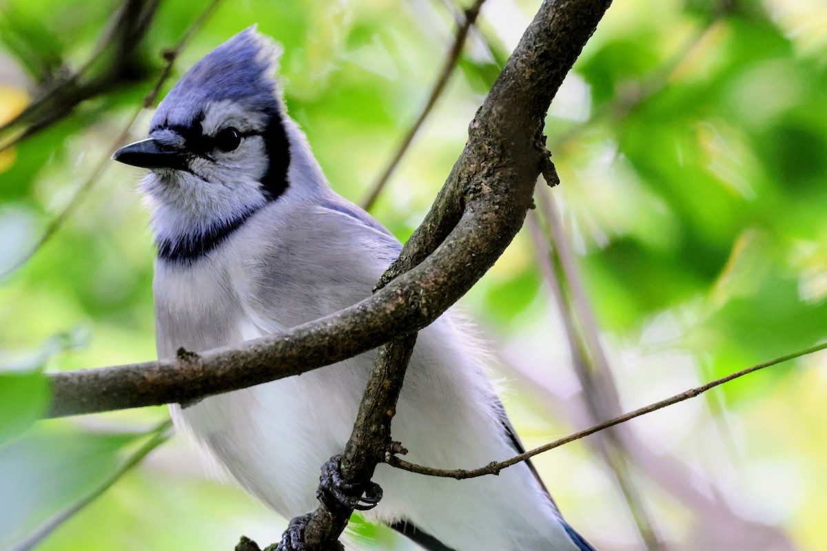 Blue Jay - ML643864556