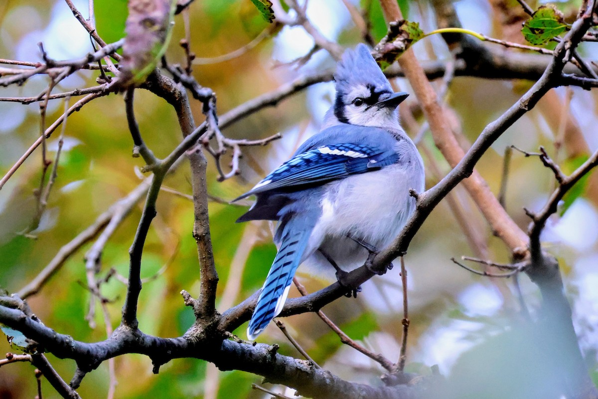 Blue Jay - ML643864557