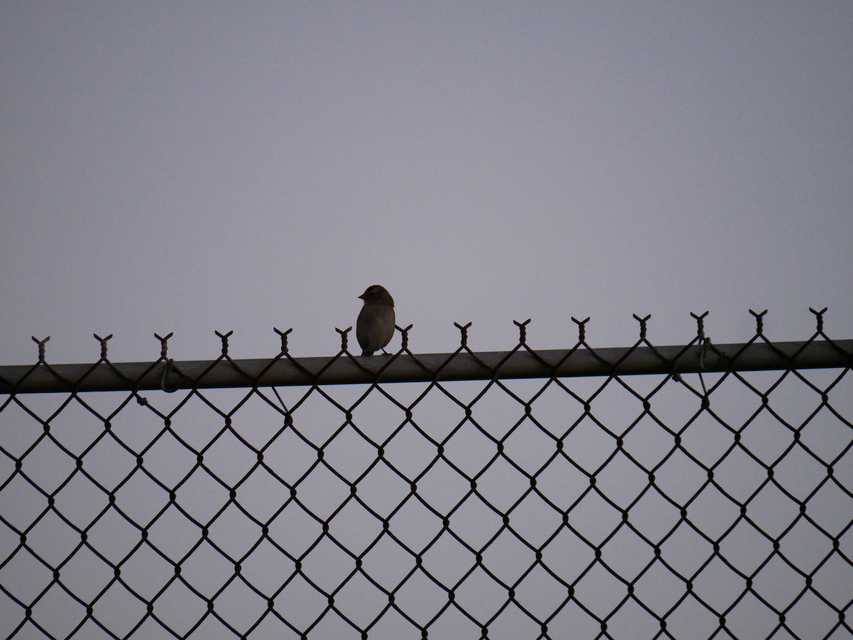 White-crowned Sparrow - ML643864558
