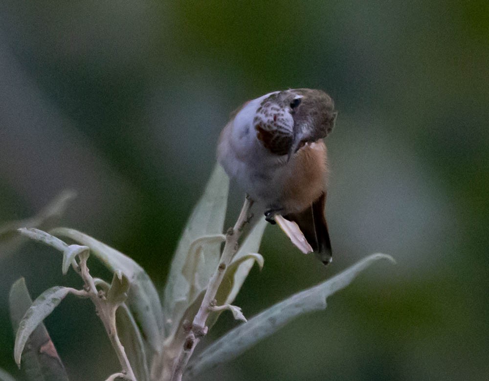 rødkolibri - ML643864570