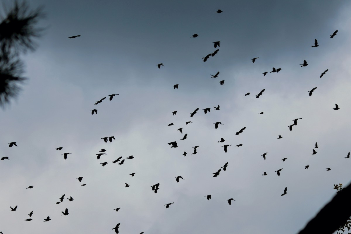 European Starling - ML643864585