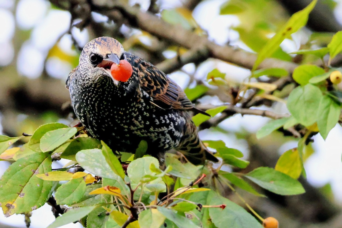 European Starling - ML643864586