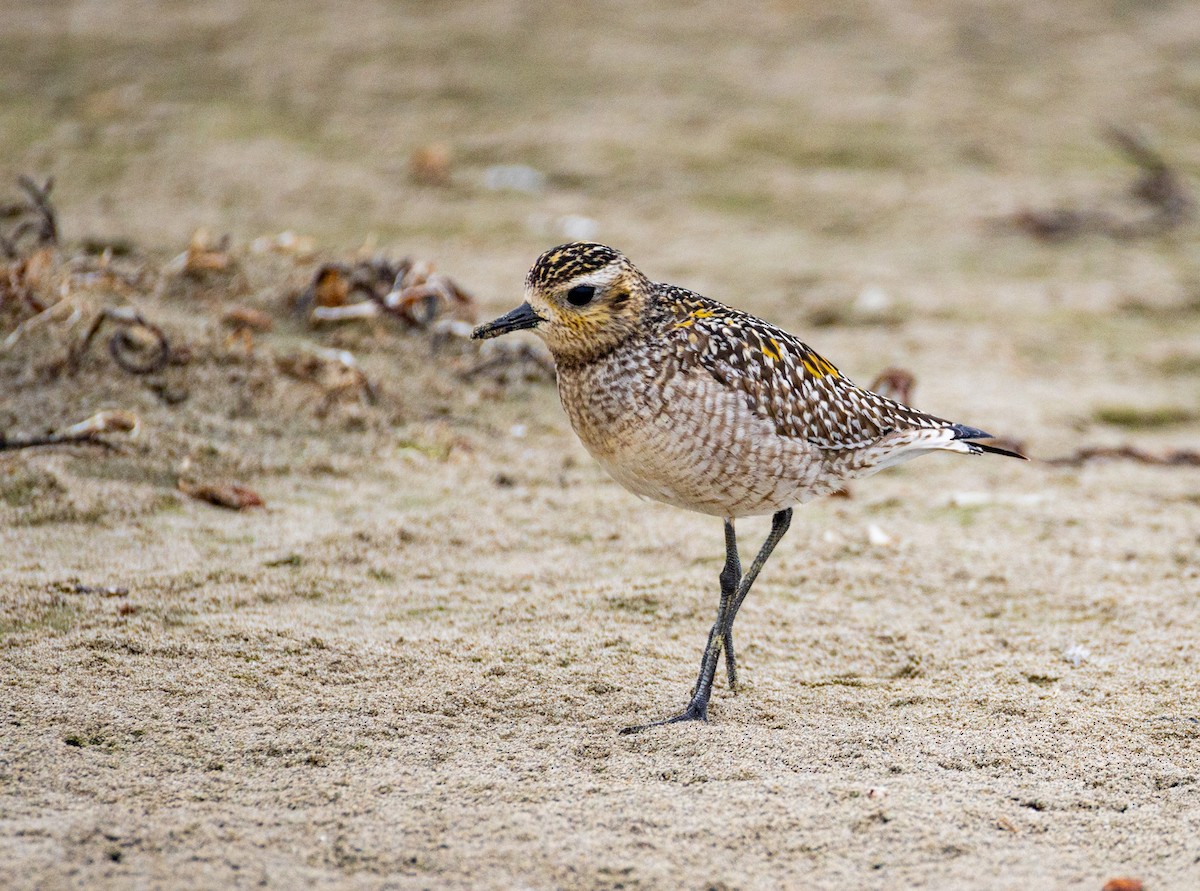 Pacific Golden-Plover - ML643864587