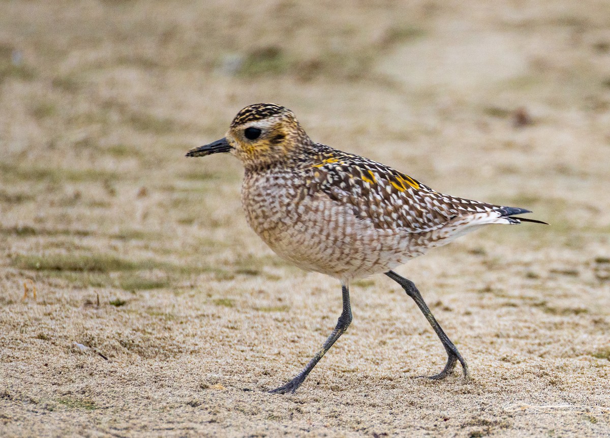 Pacific Golden-Plover - ML643864588