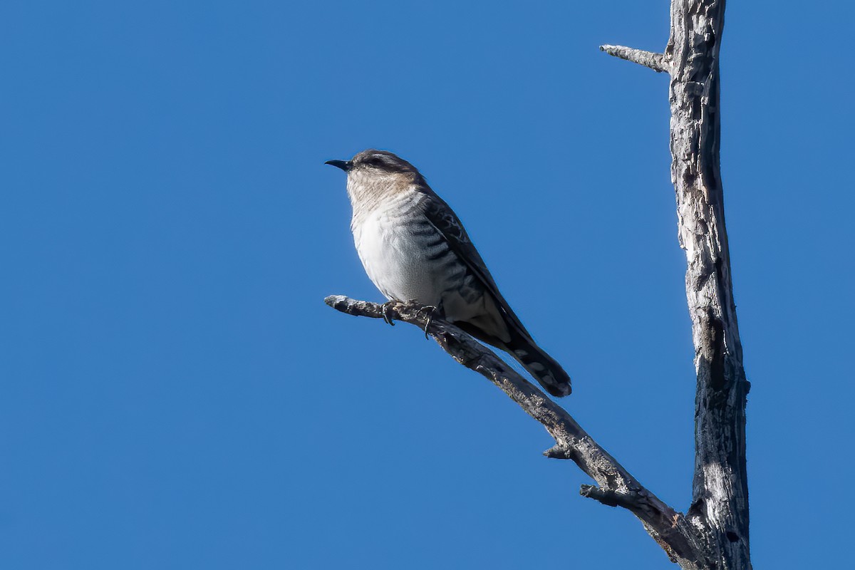Horsfield's Bronze-Cuckoo - ML643864591