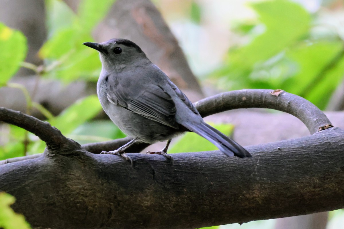 Gray Catbird - ML643864592