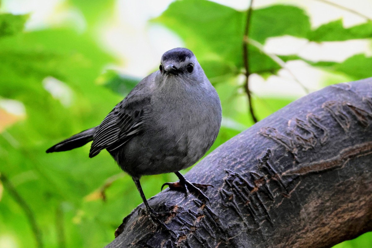 Gray Catbird - ML643864593