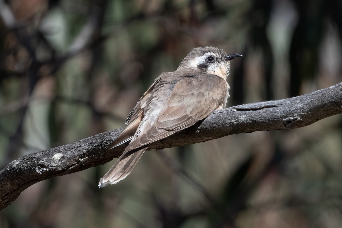 Black-eared Cuckoo - ML643864596