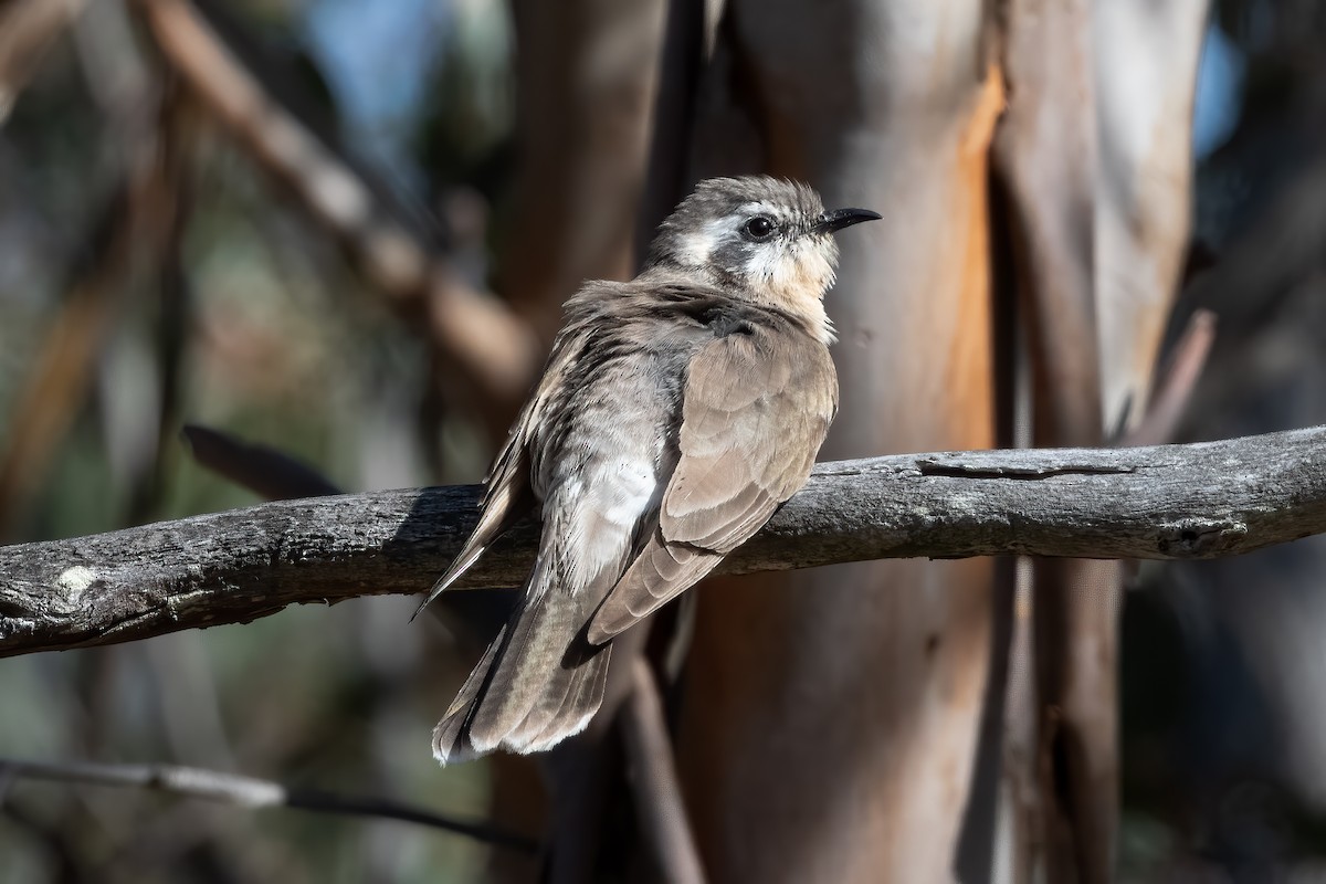 Black-eared Cuckoo - ML643864597