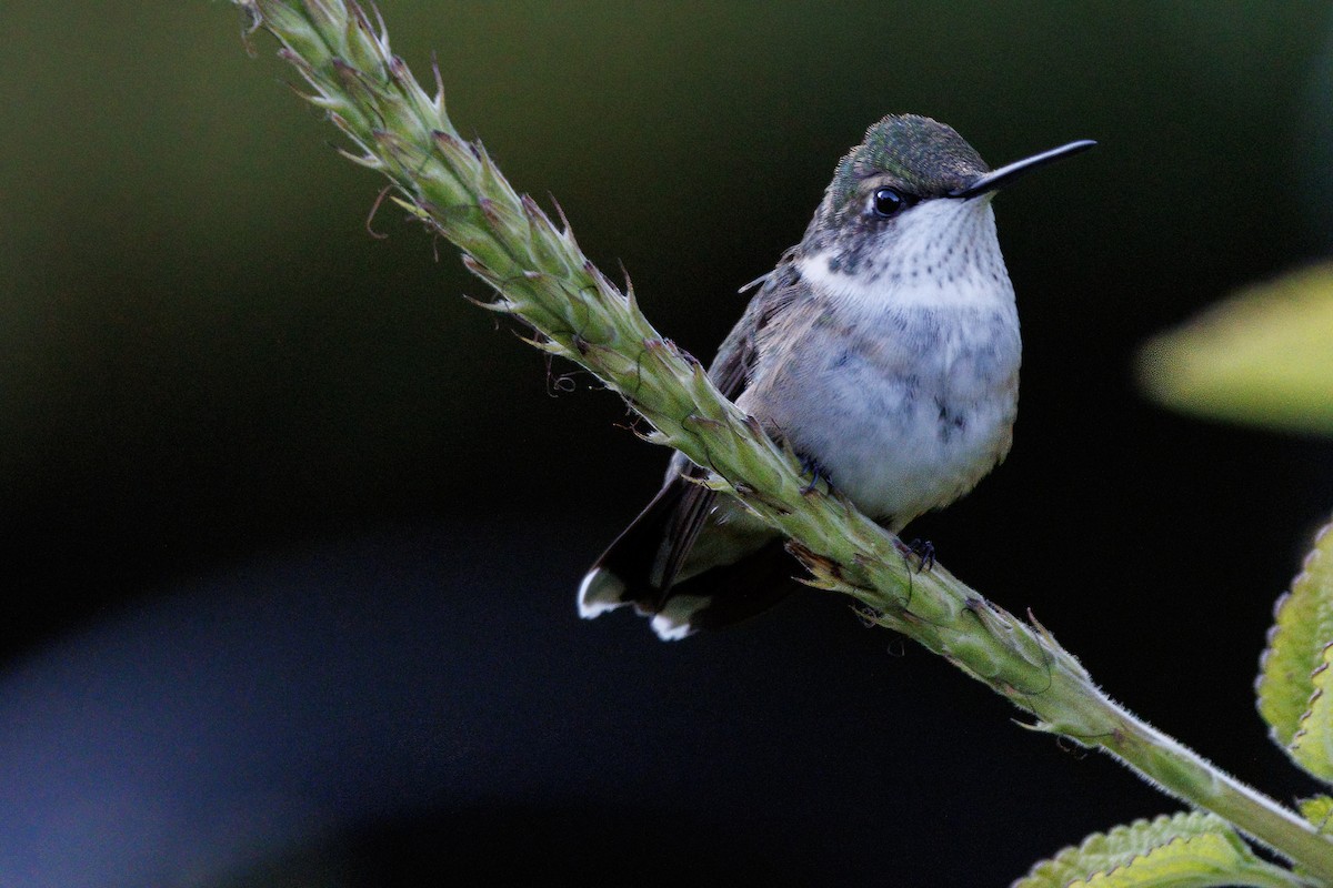 Ruby-throated Hummingbird - ML643864599