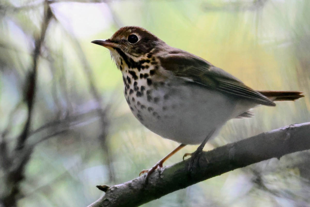 Hermit Thrush - ML643864601