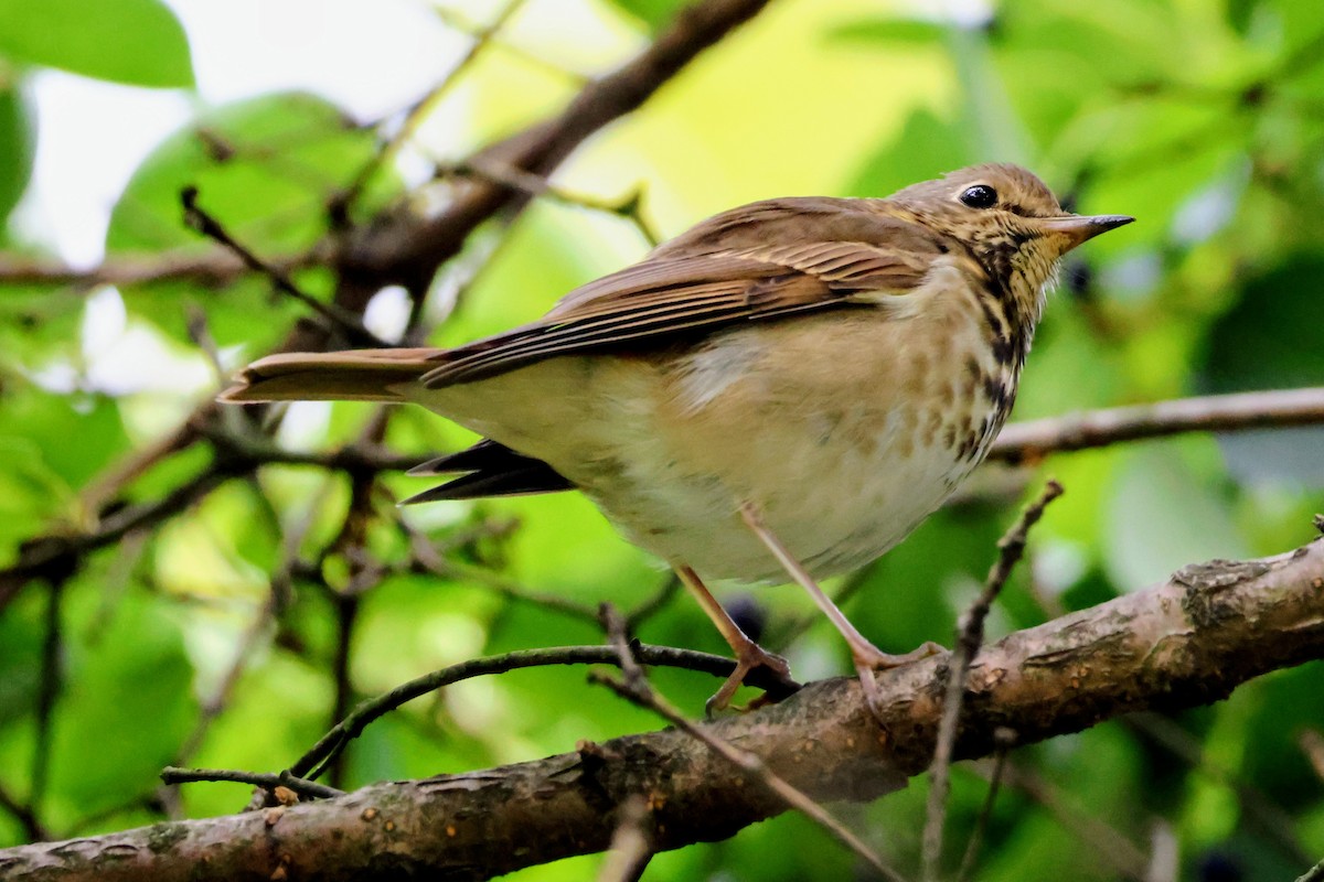 Hermit Thrush - ML643864602