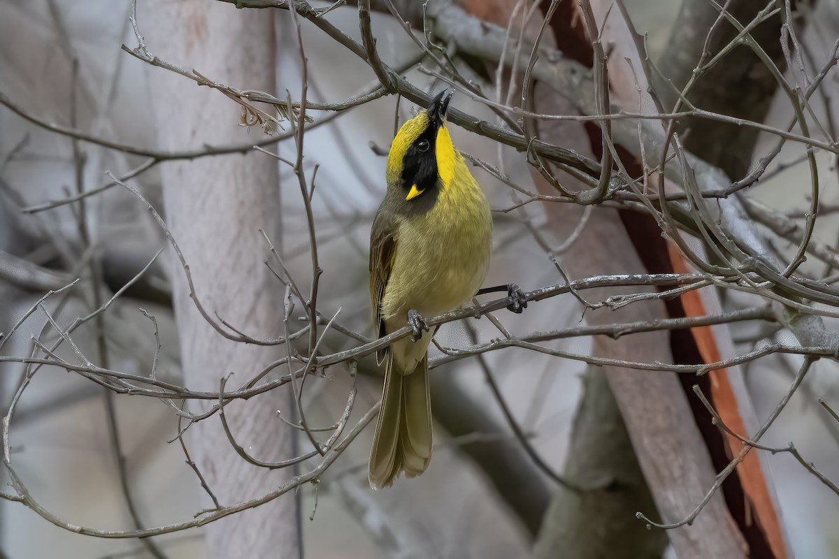 Yellow-tufted Honeyeater - ML643864605