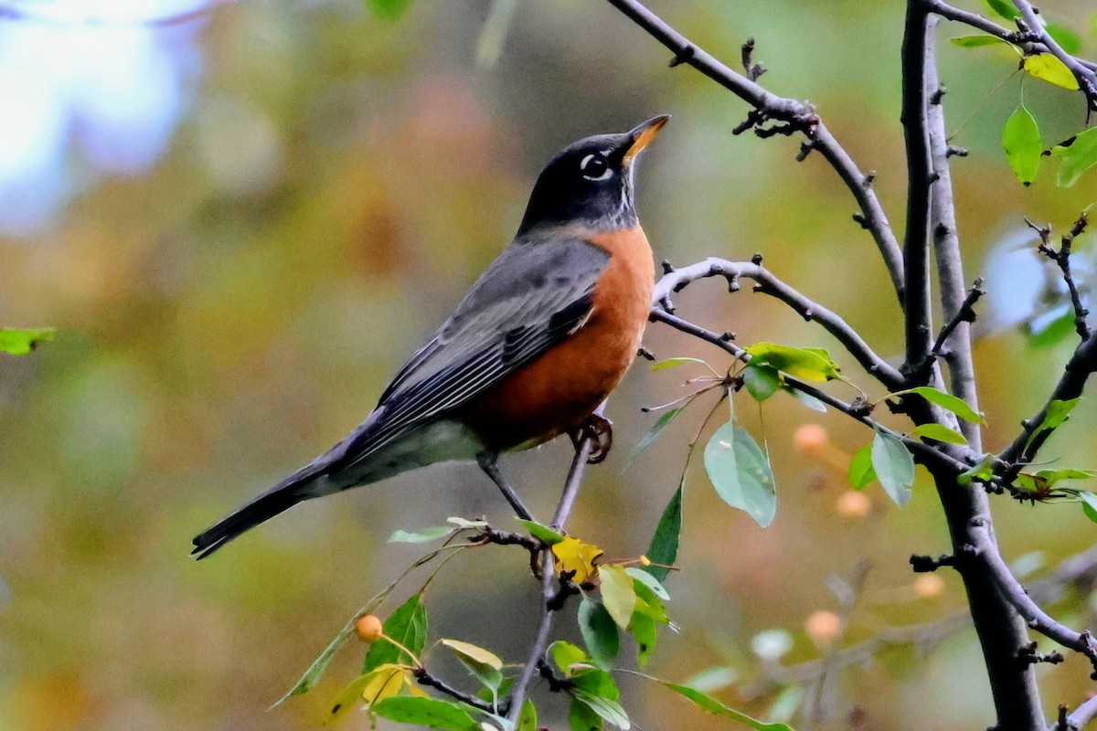 American Robin - ML643864606