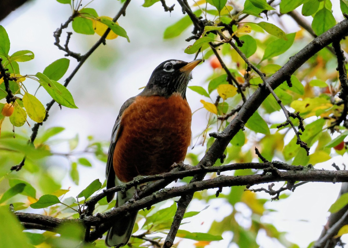 American Robin - ML643864607