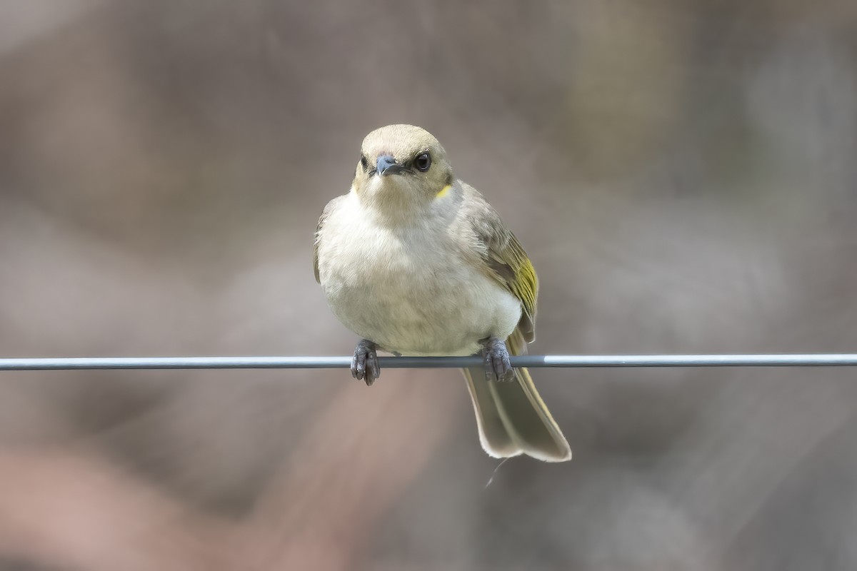 Fuscous Honeyeater - ML643864609