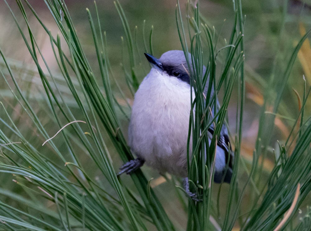 Pygmy Nuthatch - ML643864611