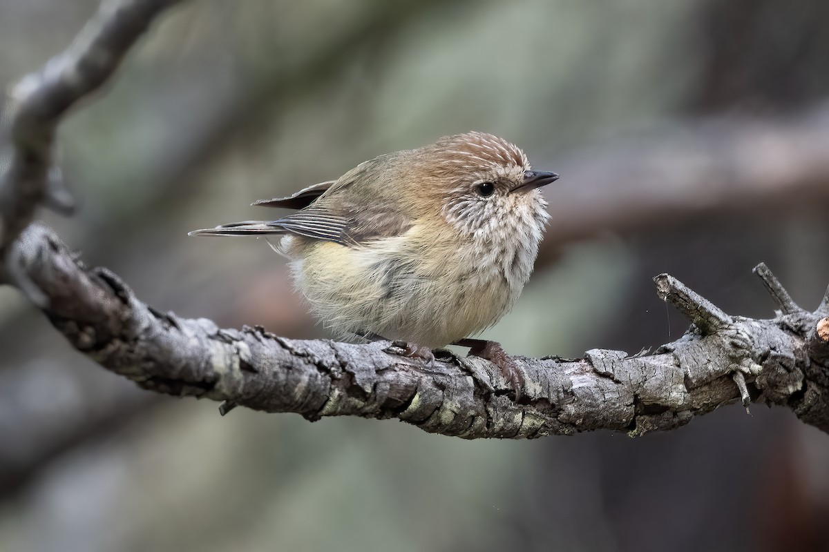 Striated Thornbill - ML643864613