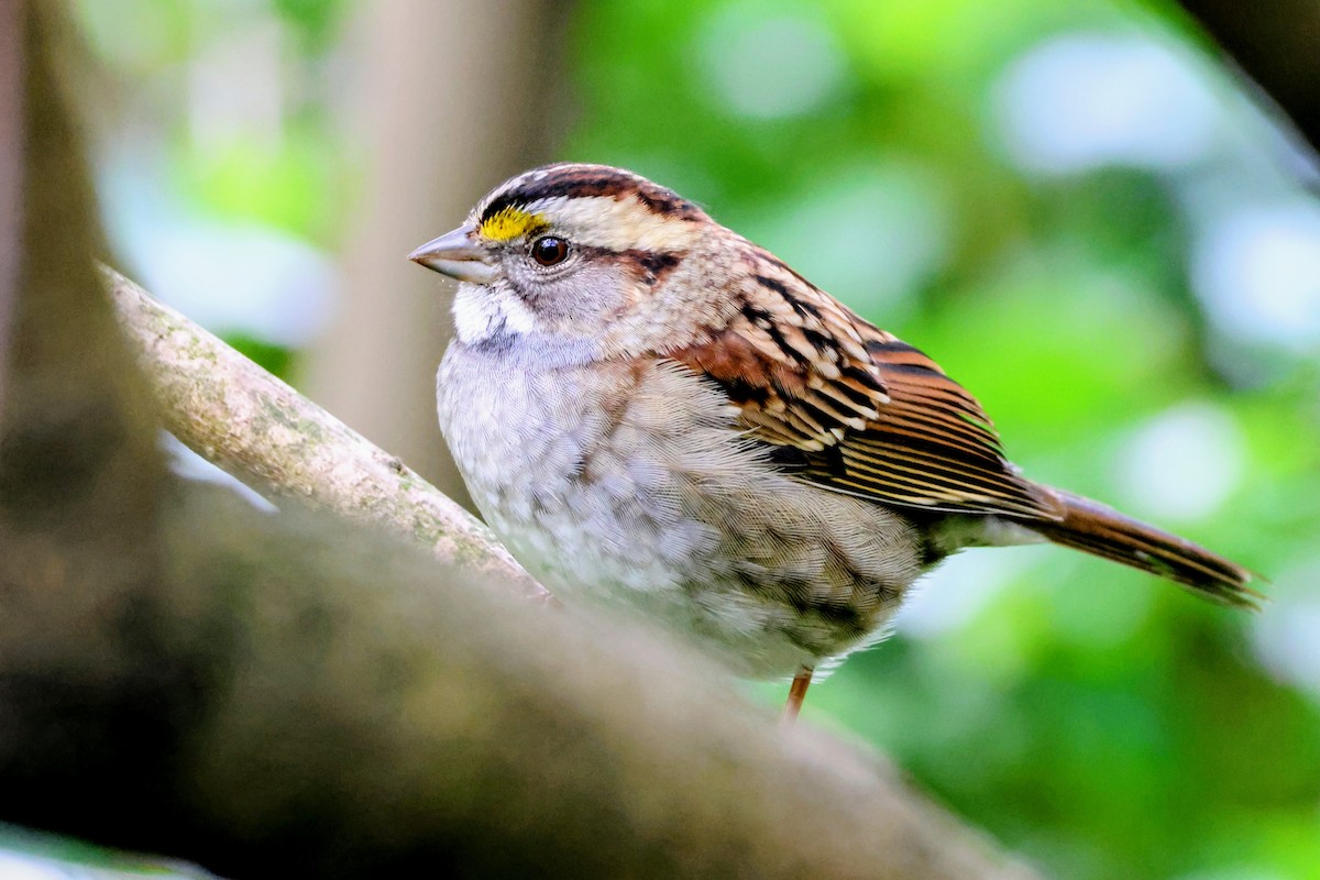 White-throated Sparrow - ML643864614