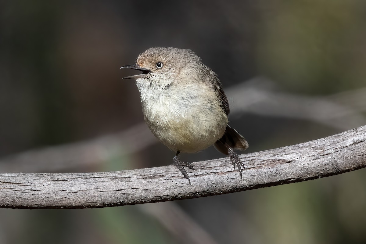 Buff-rumped Thornbill - ML643864619
