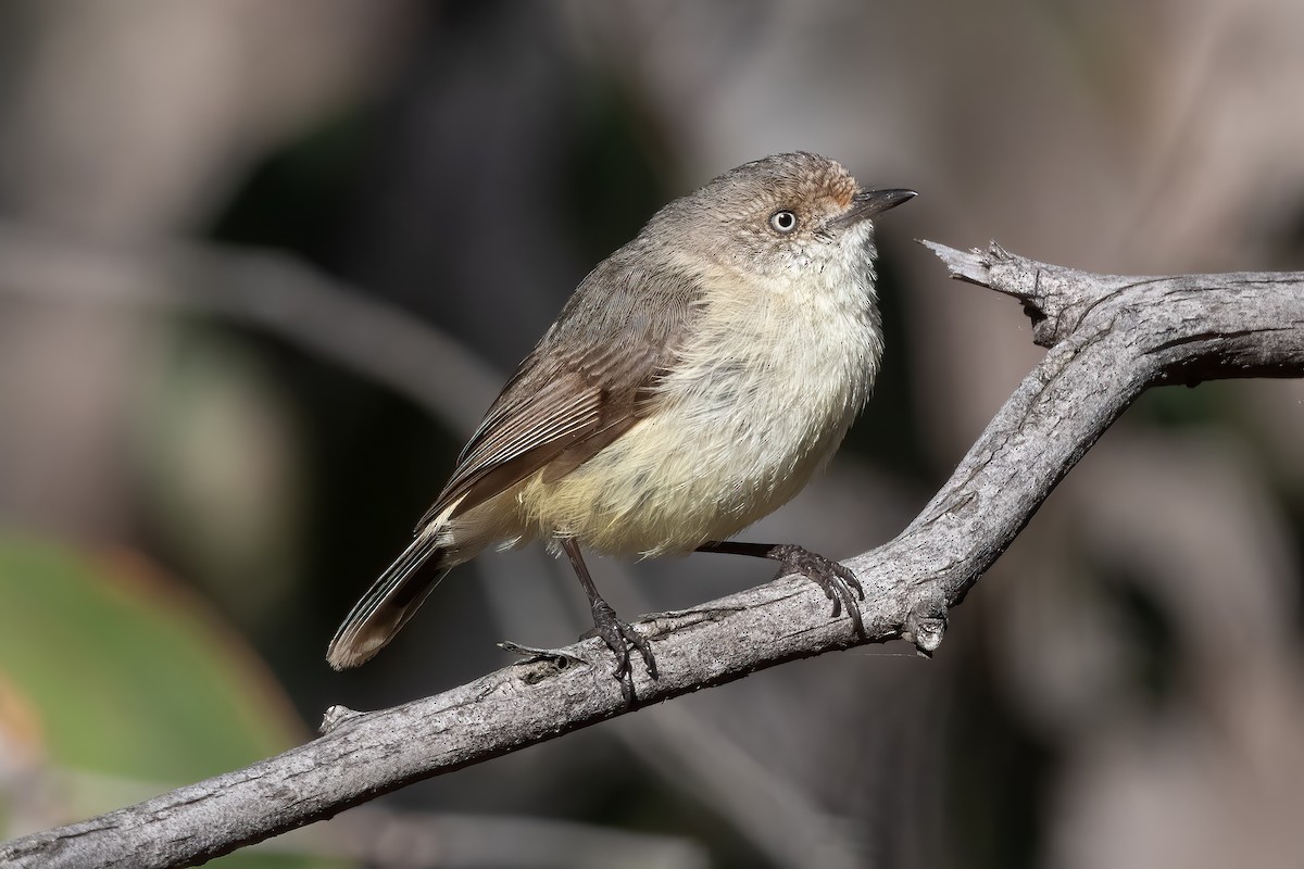 Buff-rumped Thornbill - ML643864620