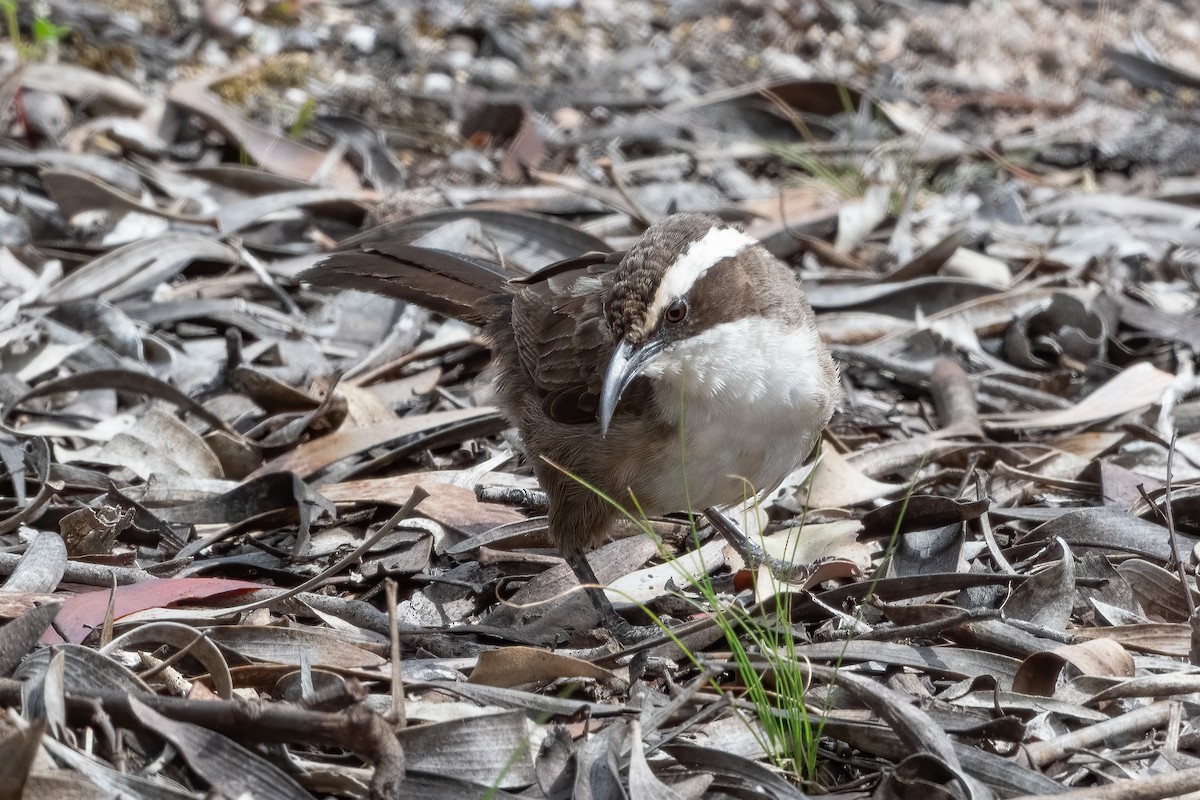 White-browed Babbler - ML643864625