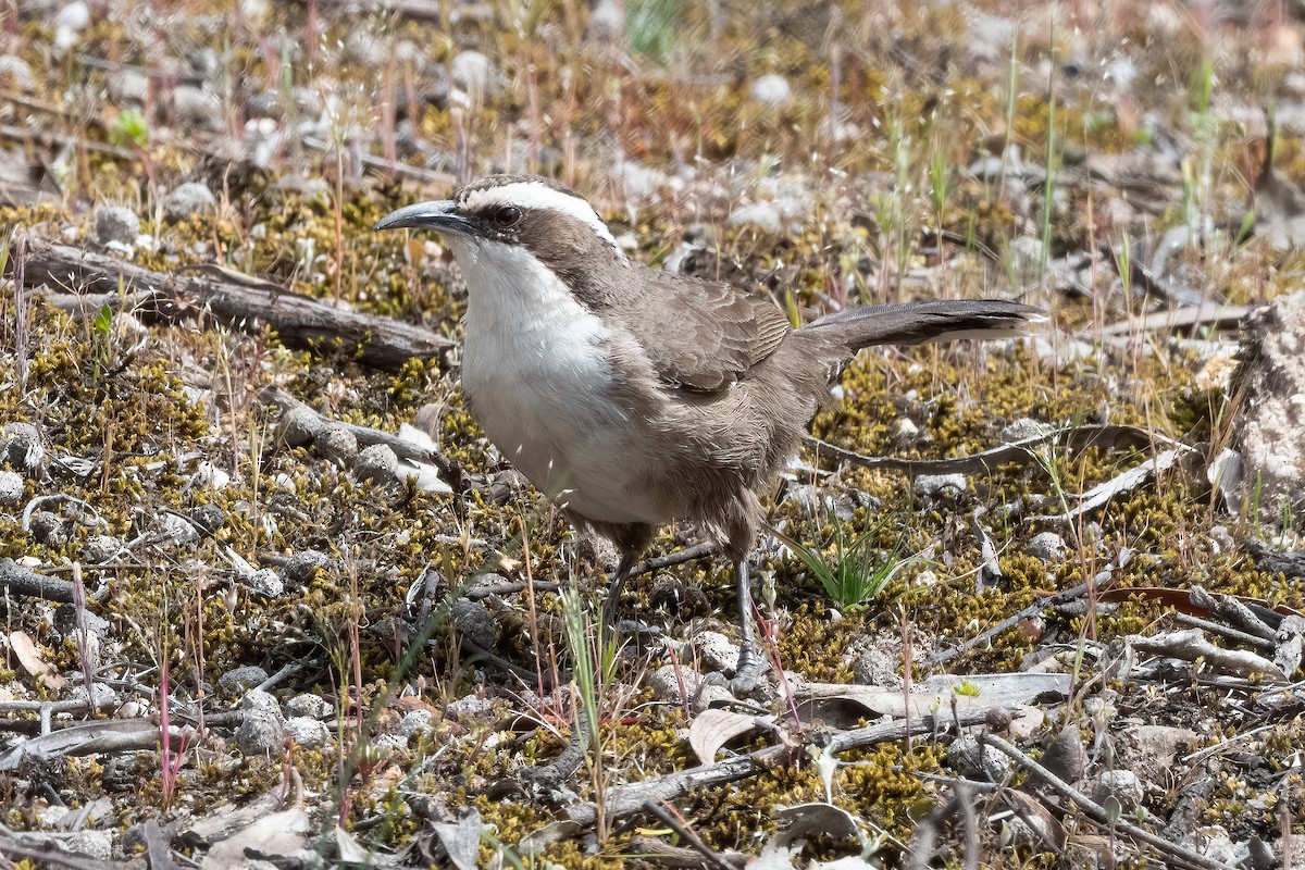 White-browed Babbler - ML643864626
