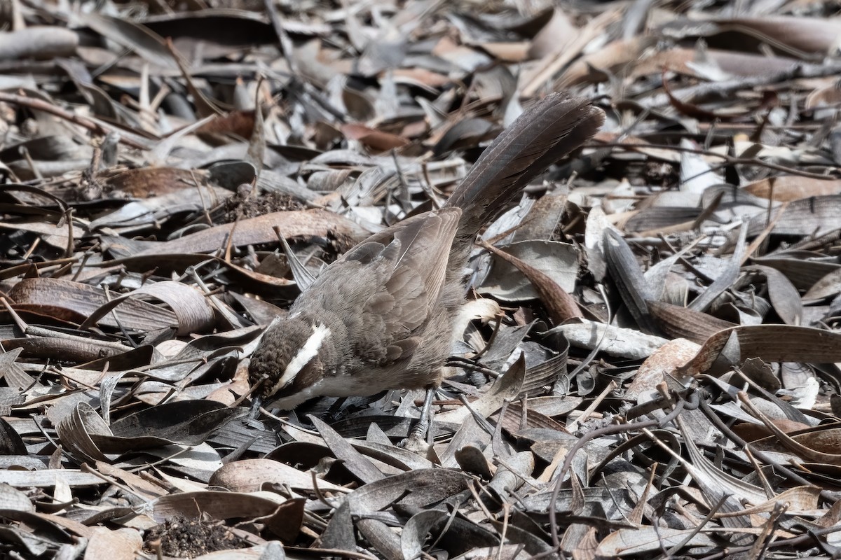 White-browed Babbler - ML643864628