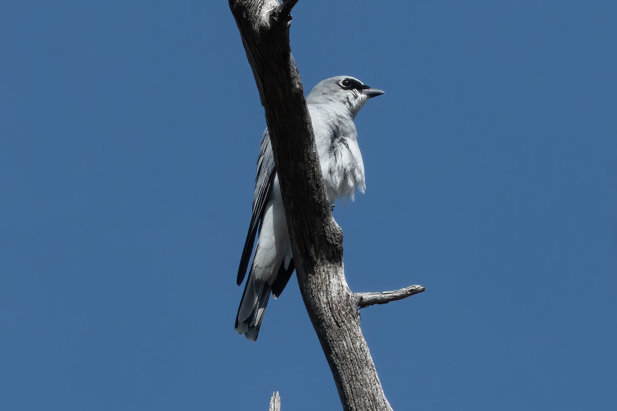White-bellied Cuckooshrike - ML643864635