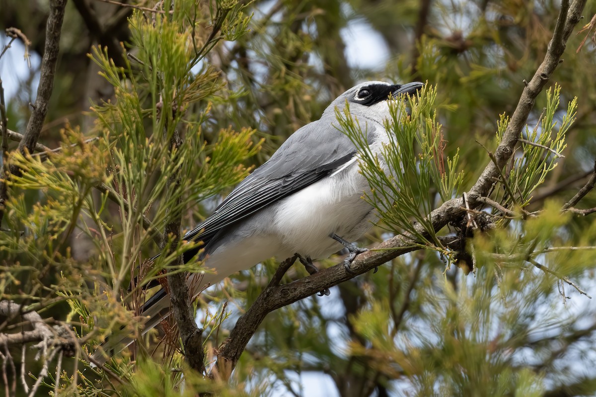 White-bellied Cuckooshrike - ML643864636