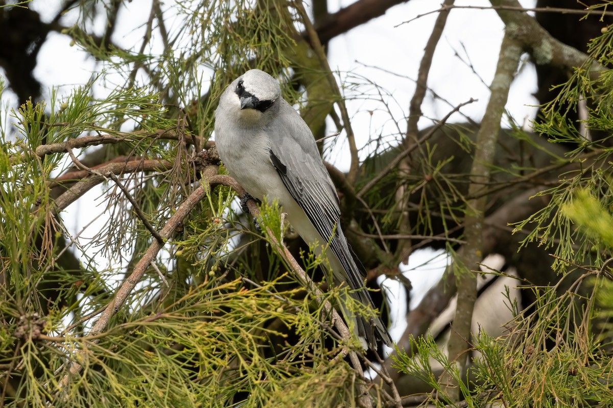 White-bellied Cuckooshrike - ML643864637