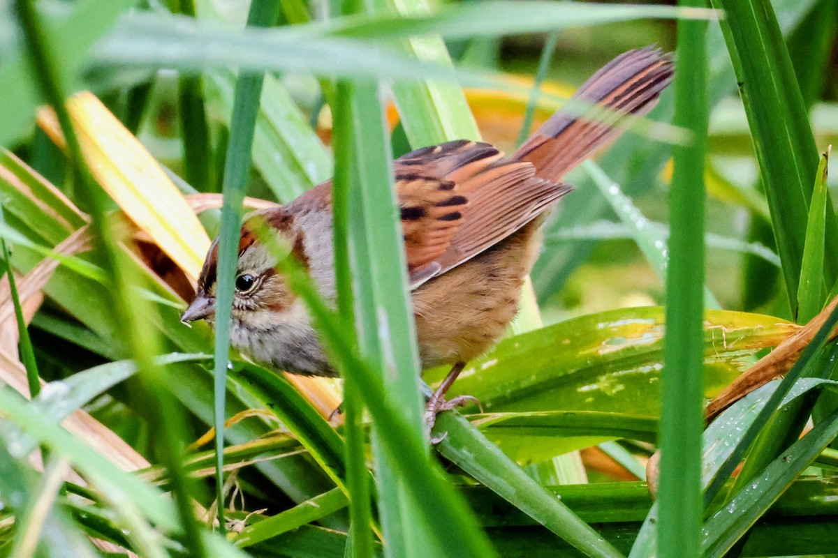Swamp Sparrow - ML643864638