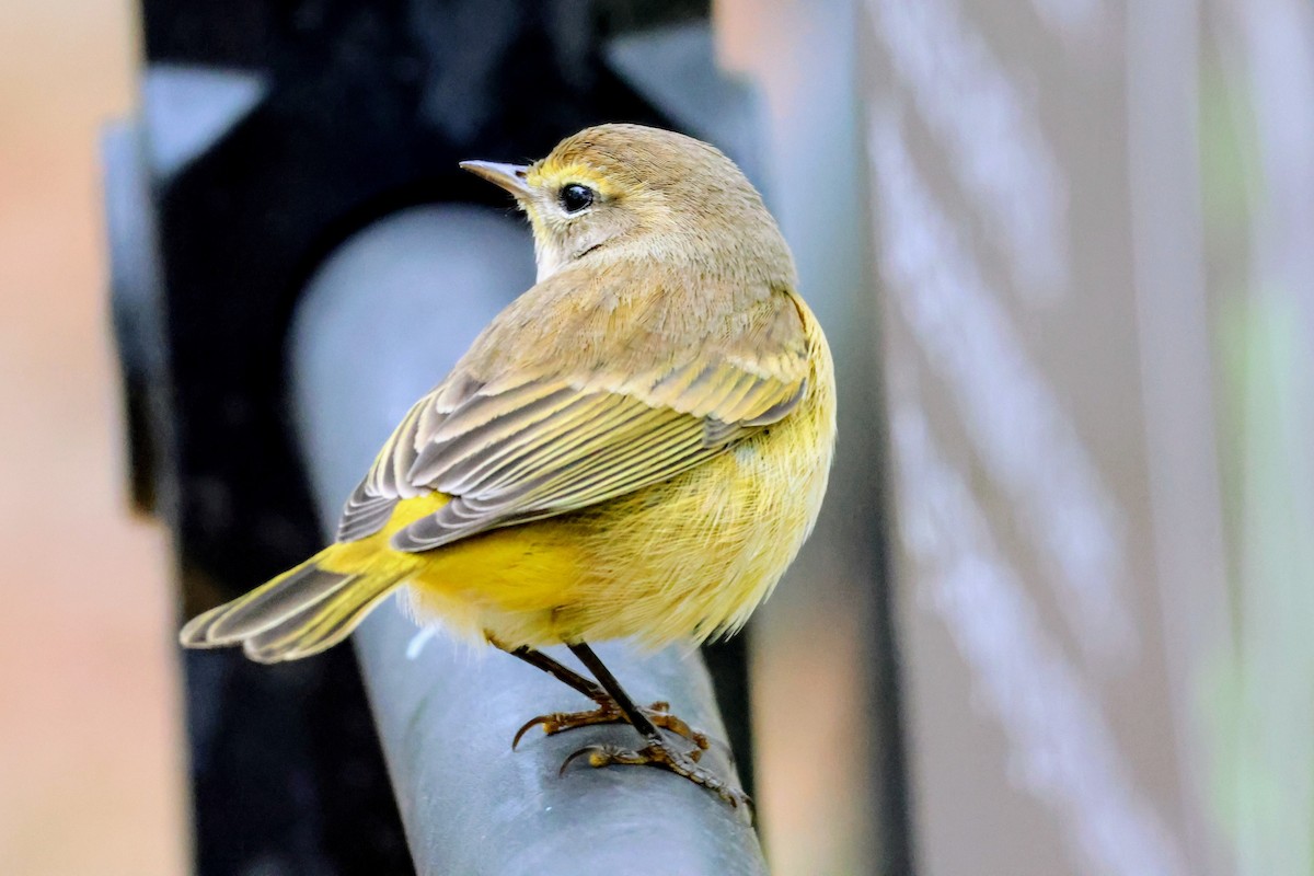 Palm Warbler - ML643864641