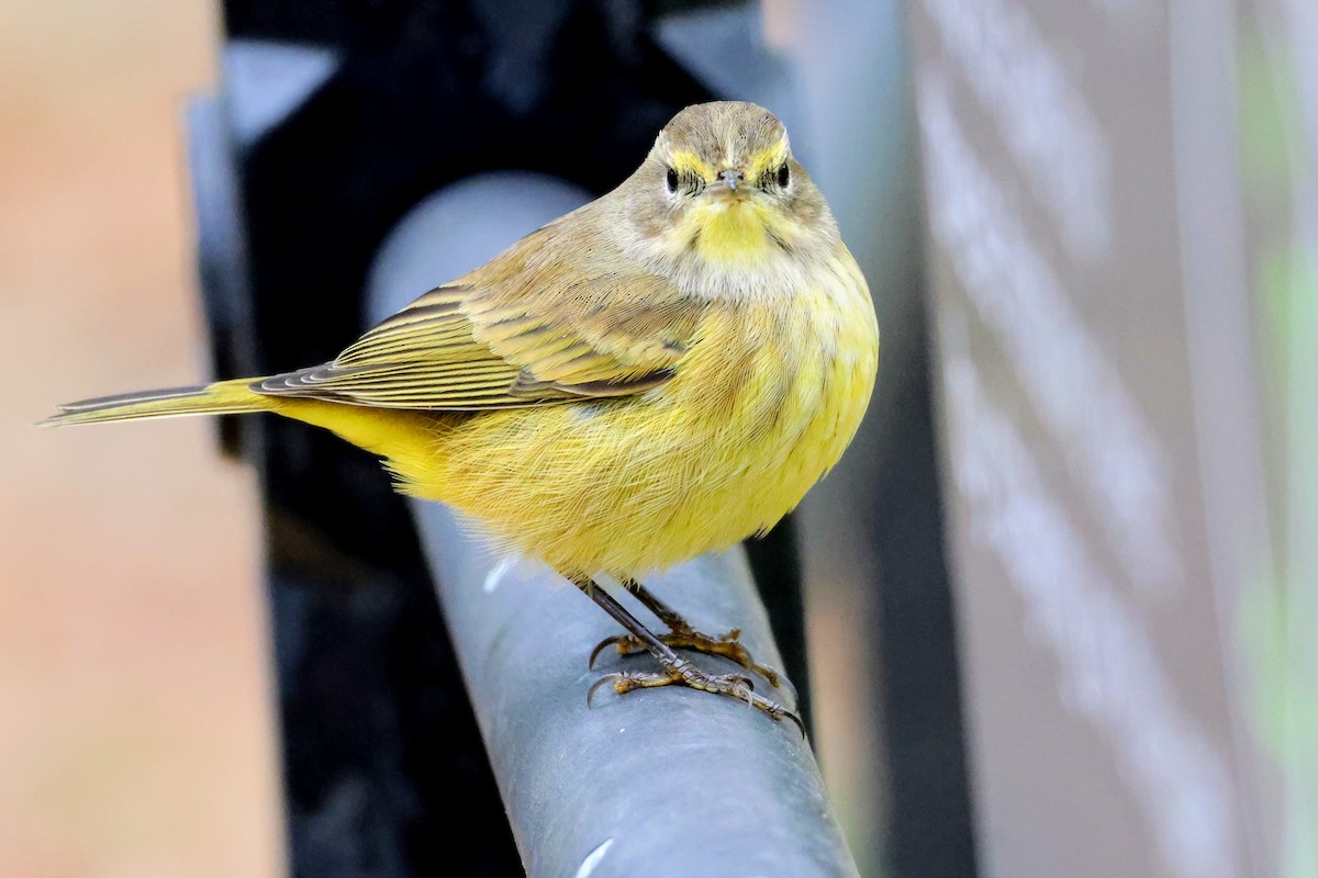 Palm Warbler - ML643864642