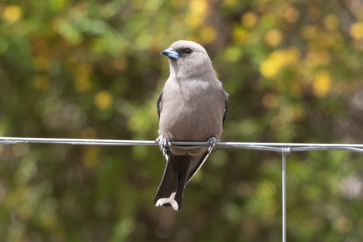 Dusky Woodswallow - ML643864643
