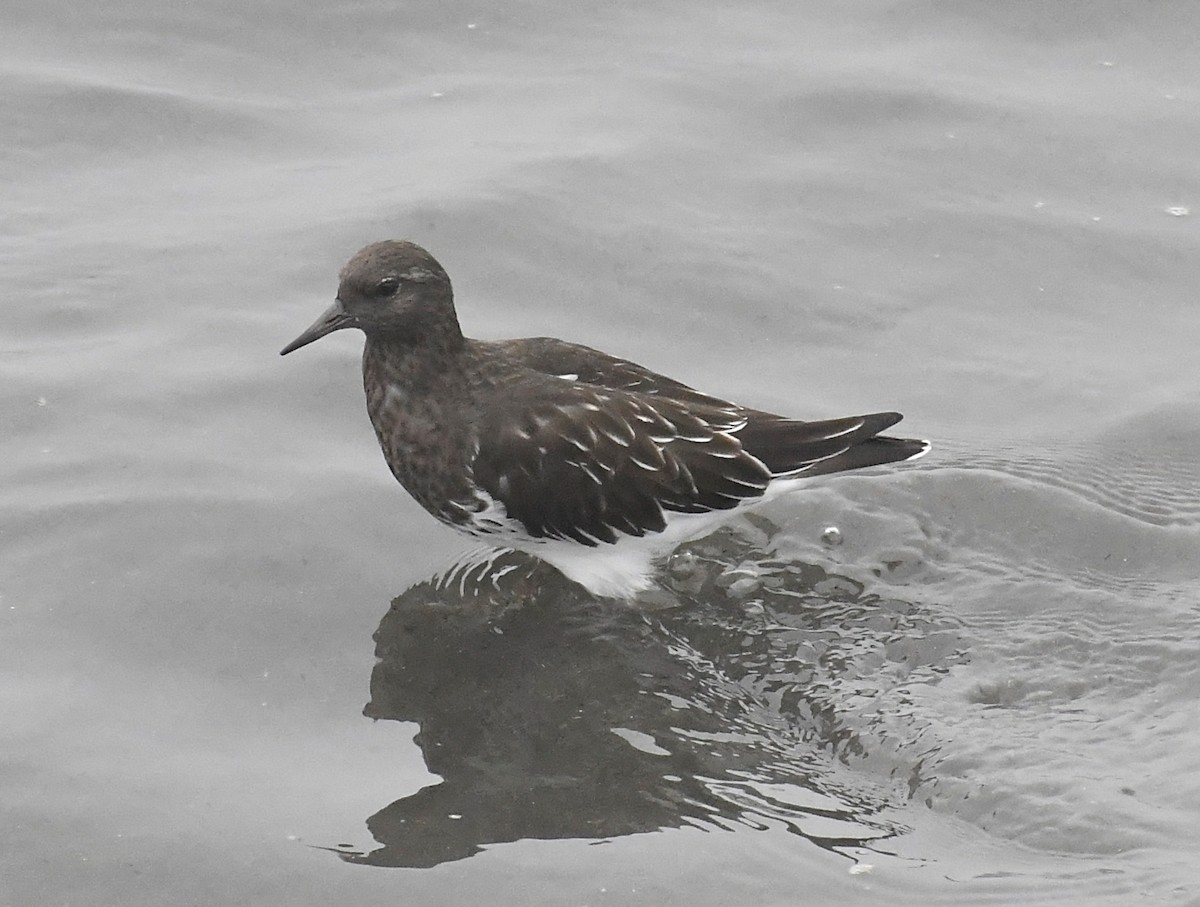 kamenáček černohlavý - ML643864644