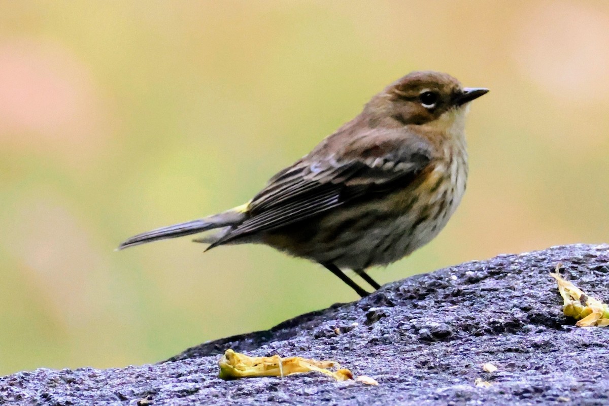 Yellow-rumped Warbler (Myrtle) - ML643864650