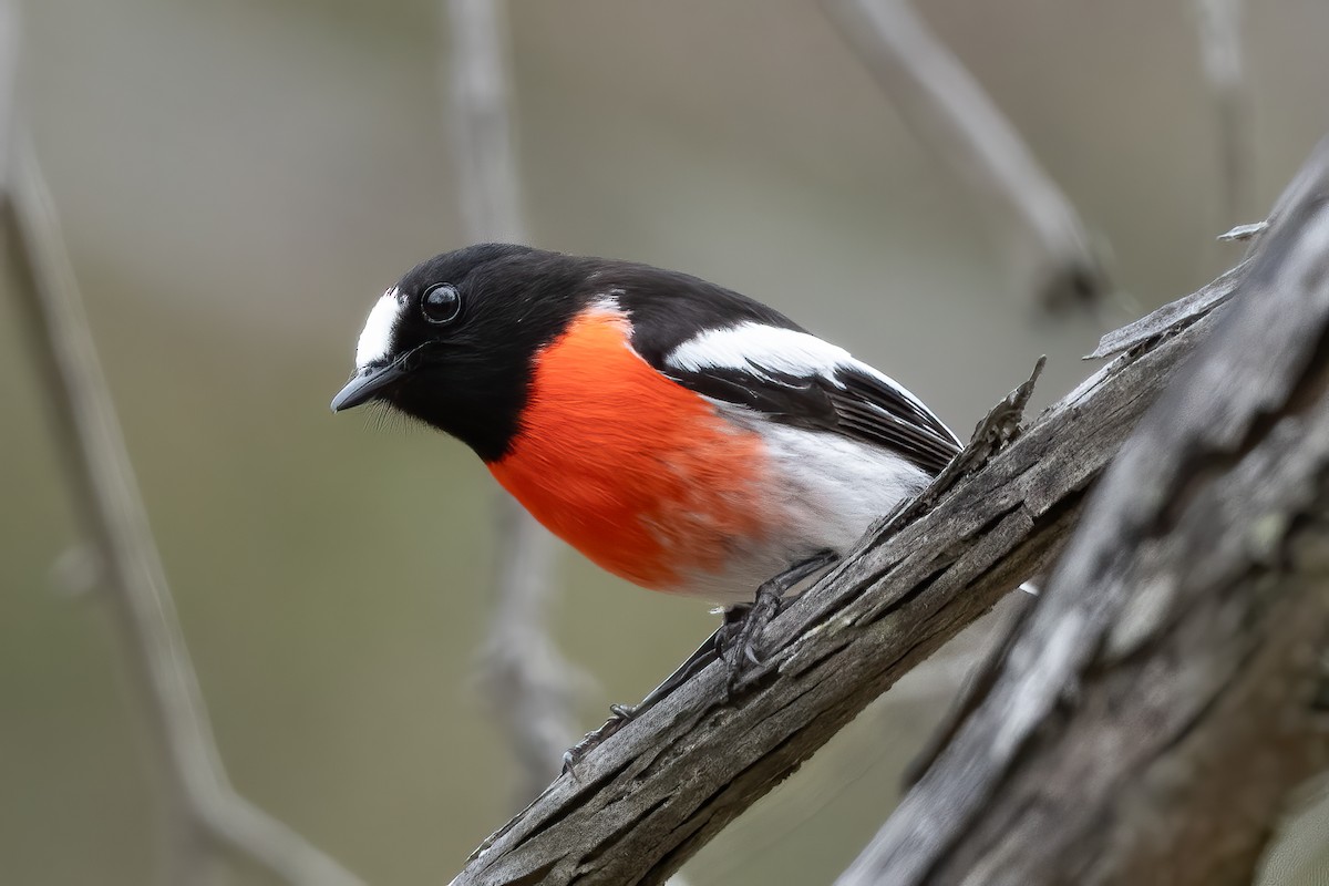 Scarlet Robin - ML643864651